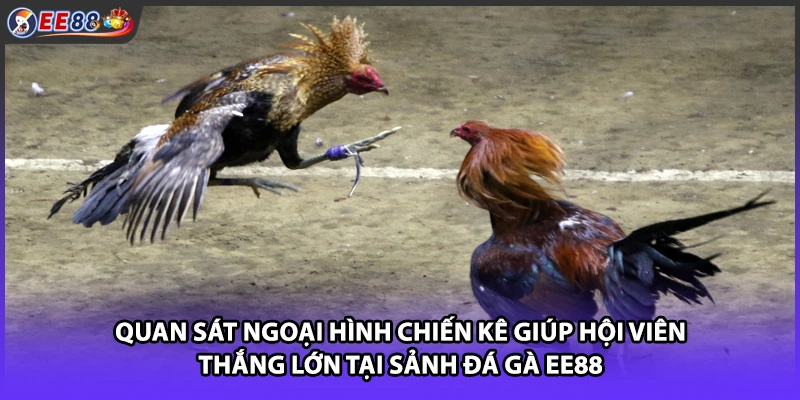 Quan sát ngoại hình chiến kê giúp hội viên thắng lớn tại sảnh đá gà EE88
