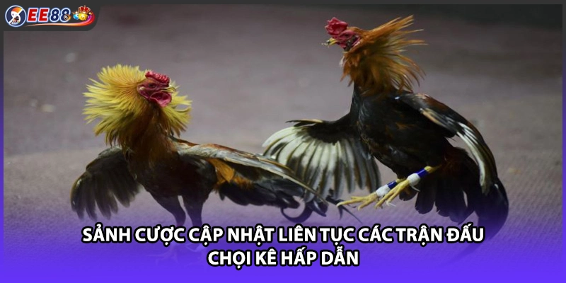Sảnh cược cập nhật liên tục các trận đấu chọi kê hấp dẫn